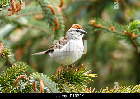 Chipping Sparrow thront in Fichte Stockfoto