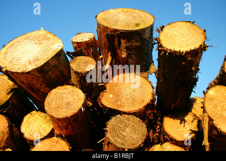 Stapel von neu gesägte Protokolle/Baumstämme Stockfoto