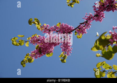 Judasbaum Cercis Siliquastrum in Blüte Stockfoto