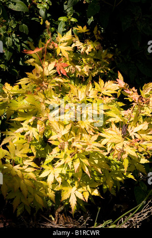 gelbe japanischen Acer in einem kleinen Vorort Garten hinter dem Haus Stockfoto