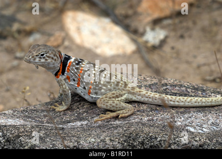 Eine Trächtige weibliche Great Basin Halsband Lizard, Arizona, USA Stockfoto