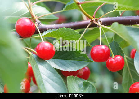 Eine Sauerkirsche Baum auf einer Obstplantage in Maryland Stockfoto