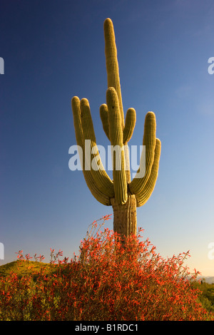 Saguaro-Kaktus und Chuparosa Wildblumen in McDowell Mountain Regional Park in der Nähe von Fountain Hills außerhalb von Phoenix Arizona Stockfoto