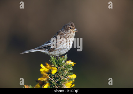 Berghänfling Zuchtjahr Flavirostris Sommer Schottland Stockfoto