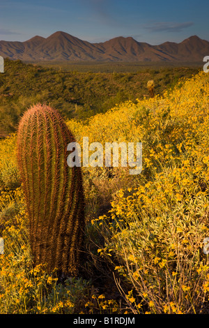 Wildblumen in erster Linie Brittlebush im McDowell Mountain Regional Park in der Nähe von Fountain Hills außerhalb von Phoenix Arizona Stockfoto