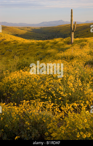 Wildblumen in erster Linie Brittlebush im McDowell Mountain Regional Park in der Nähe von Fountain Hills außerhalb von Phoenix Arizona Stockfoto