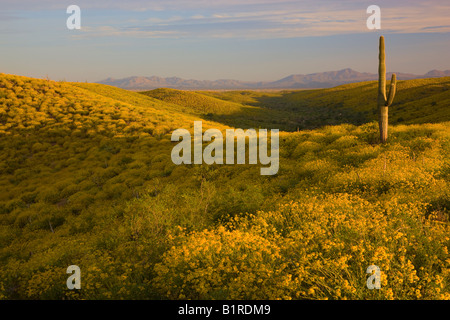 Wildblumen in erster Linie Brittlebush im McDowell Mountain Regional Park in der Nähe von Fountain Hills außerhalb von Phoenix Arizona Stockfoto