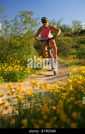 Mountainbiken in McDowell Mountain Regional Park in der Nähe von Fountain Hills außerhalb von Phoenix Arizona Modell veröffentlicht Stockfoto