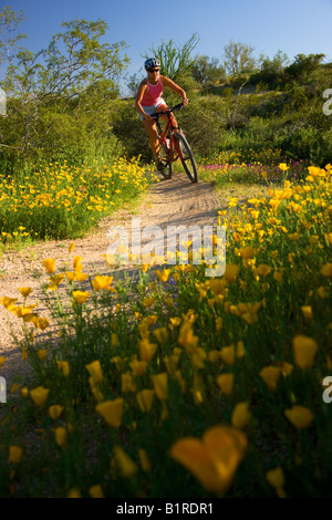 Mountainbiken in McDowell Mountain Regional Park in der Nähe von Fountain Hills außerhalb von Phoenix Arizona Modell veröffentlicht Stockfoto