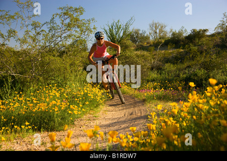 Mountainbiken in McDowell Mountain Regional Park in der Nähe von Fountain Hills außerhalb von Phoenix Arizona Modell veröffentlicht Stockfoto