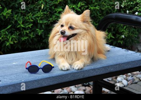 Pommerschen Hund auf einer Bank im Sommer Abkühlung Stockfoto