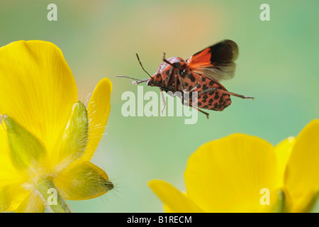 Gestreiften Schild Bug (Graphosoma Lineatum) Stockfoto