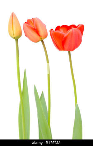 Drei Blumen Tulpe (Tulipa) Stockfoto