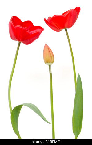 Zwei rote Tulpen (Tulipa) und eine Tulpe Knospe Stockfoto