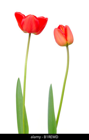 Zwei rote Tulpe (Tulipa) Blumen Stockfoto