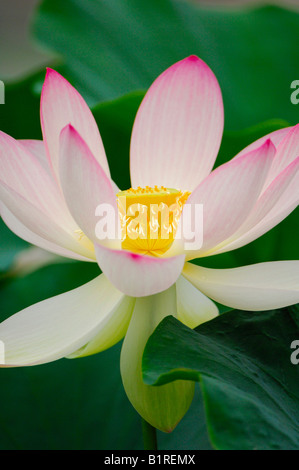 Heilige Lotusblume (Nelumbo) Stockfoto