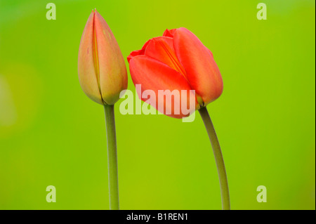 Rote Tulpen (Tulipa) Stockfoto