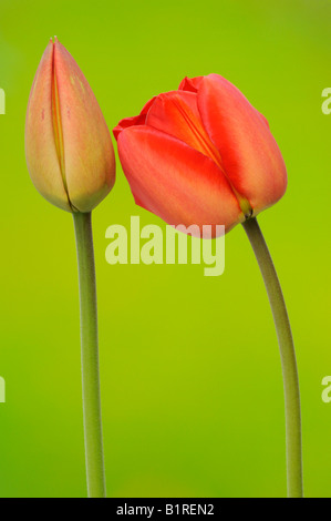 Rote Tulpen (Tulipa) Stockfoto