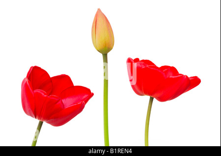 Rote Tulpen (Tulipa) Stockfoto