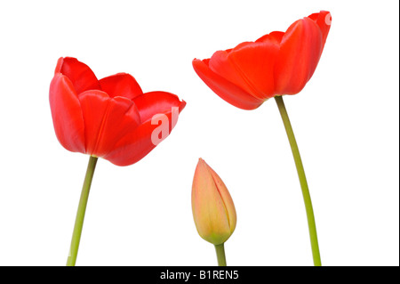 Rote Tulpen (Tulipa) Stockfoto