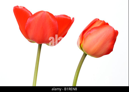 Rote Tulpen (Tulipa) Stockfoto