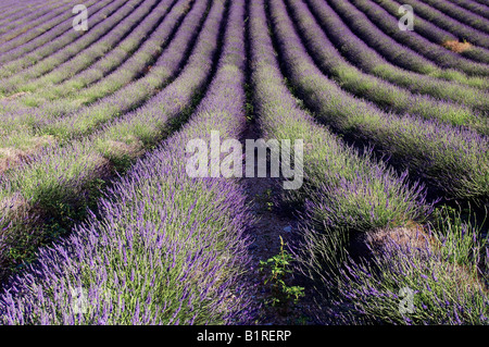 Blühender Lavendel (Lavendula Angustifolia) Feld, Provence, Südfrankreich, Frankreich, Europa Stockfoto