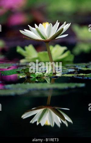 Tiger Lotus, ägyptischen Weiße Seerose (Nymphaea Lotus) spiegelt sich in der Oberfläche des Wassers Stockfoto