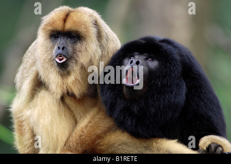 Schwarzen Brüllaffen (Alouatta Caraya), männliche und weibliche heulen, rief Stockfoto