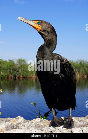 Farallon oder Doppel-crested Kormoran (Phalacrocorax Auritus), Everglades-Nationalpark, Florida, USA Stockfoto