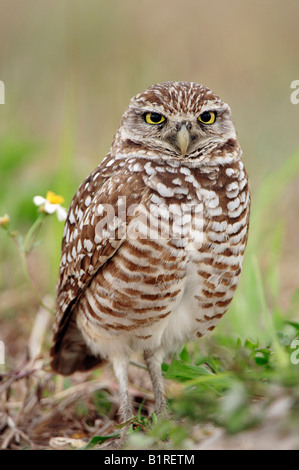 Kanincheneule (Speotyto Cunicularia, Athene Cunicularia), Florida, USA Stockfoto