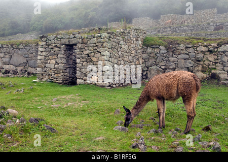 "Lama Fütterung im Morgennebel auf Machu Picchu." Stockfoto