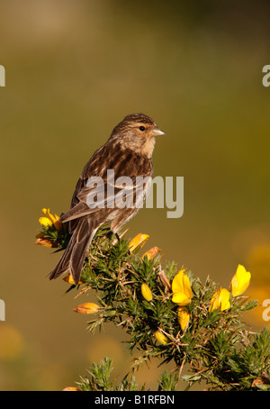 Berghänfling Zuchtjahr Flavirostris Sommer Schottland Stockfoto