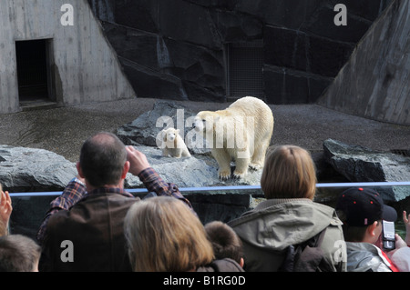 Polar Bear Cub Wilbaer und Mutter Corinna während ihr erster öffentlicher Auftritt, Besucher vor das Gehäuse auf ein Stockfoto