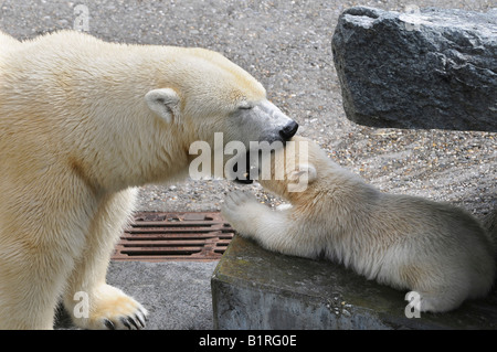 Polar Bear Cub Wilbaer und Mutter Corinna während ihr erster öffentlicher Auftritt, Wilhelma Zoo in Stuttgart, Baden-Württemberg Stockfoto