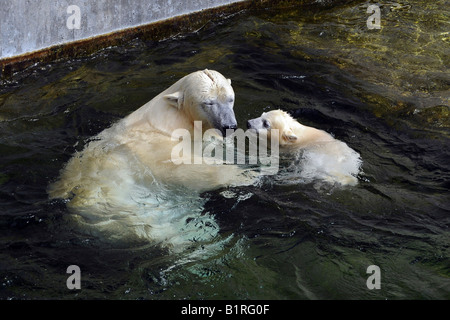 Polar Bear Cub Wilbaer und Mutter Corinna während ihr erster öffentlicher Auftritt, Wilhelma Zoo in Stuttgart, Baden-Württemberg Stockfoto