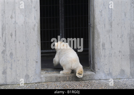Polar Bear Cub Wilbaer bei seinem ersten öffentlichen Auftritt wieder drinnen zum Leidwesen der Besucher, Wilhelma Zoo Stockfoto