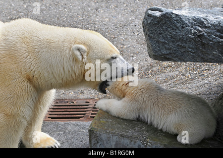 Polar Bear Cub Wilbaer und Mutter Corinna während ihr erster öffentlicher Auftritt, Wilhelma Zoo in Stuttgart, Baden-Württemberg Stockfoto