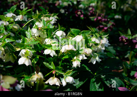 Christrose (Helleborus), Park Wilhelmshöhe, Kassel, Hessen, Deutschland, Europa Stockfoto