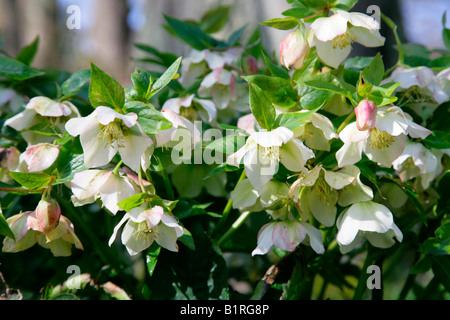 Christrose (Helleborus), Park Wilhelmshöhe, Kassel, Hessen, Deutschland, Europa Stockfoto