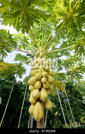 Papayabaum (Carica Papaya) mit Reife Papayas hängen an den Stamm, Biliau, Papua-Neu-Guinea, Melanesien Stockfoto