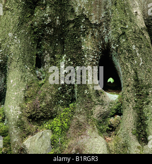 Europäische Buche oder Rotbuche Sämling (Fagus Sylvatica) wachsen in der natürlichen Hohlraum des Stammes Buche, Stein gewachsen den Stockfoto