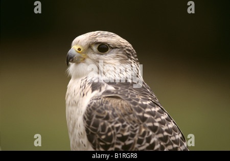 Falke, Gerfalke Sakerfalken Mischling (Falco Hybrid) Stockfoto