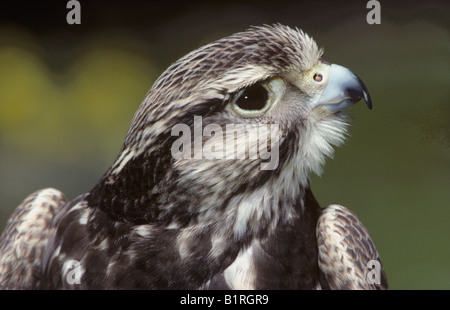 Saker Falcon (Falco Cherrug), portrait Stockfoto