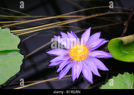 Blaue Zwerg-Seerose (Nymphaea Colorata), violette Blüte Stockfoto