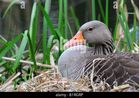 Graugans (Anser Anser) Eier in ihrem Nest sitzen gemacht von Schilf, North Rhine-Westphalia, Germany, Europa Stockfoto