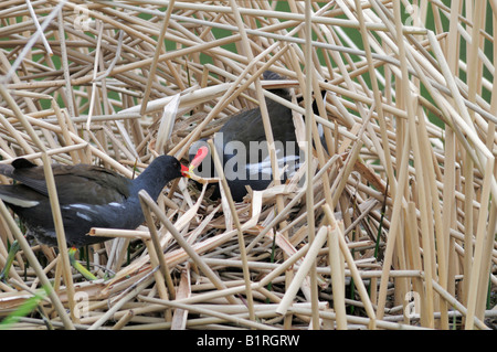 Paar Teichhühner, Waterhen (Gallinula Chloropus) bauen eine Nest im Schilf Gürtel, North Rhine-Westphalia, Deutschland, Europa Stockfoto