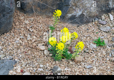 Berg Scharfkraut (Alyssum Montanum) auf einem Rock, alpine Pflanzen wachsen Stockfoto