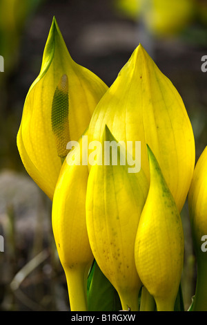 Western Skunk Cabbage (Lysichiton Americanum) Stockfoto