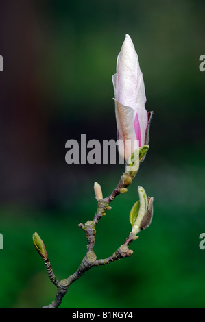 Untertasse Magnolie (Magnolia Soulangiana) Stockfoto