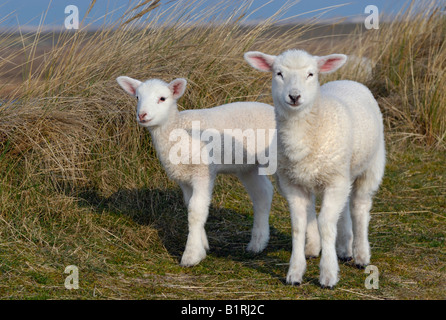 Zwei inländische Lämmer (Ovis Orientalis Aries) Stockfoto